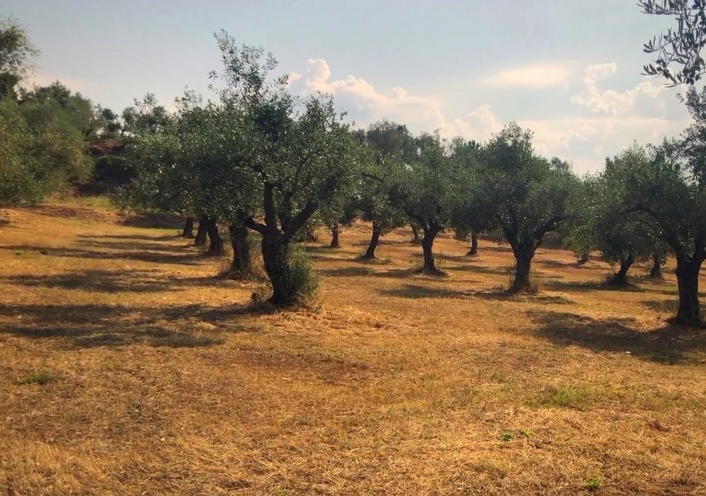 olio greco-olio di oliva greco-salvaras-milano-grecia milano-duomo