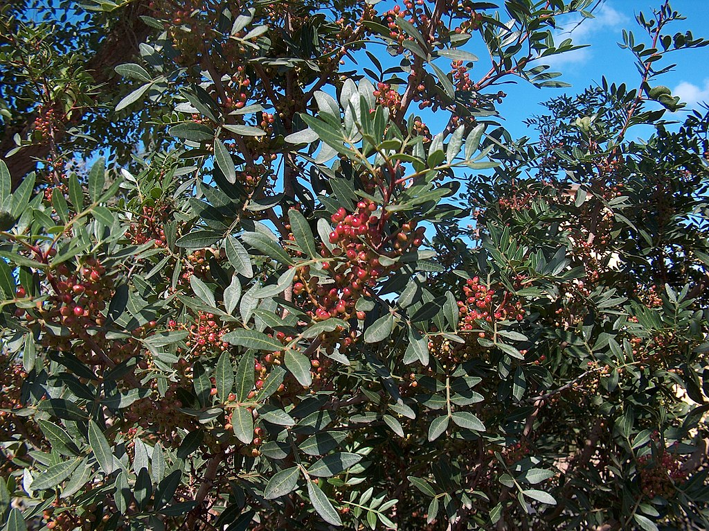 Pistacia lentiscus-mastiha-masticha-mastika-mastica greco-liquore greco masticha-vero sapore greco- ristorante greco milano