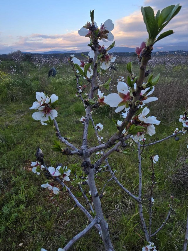 Fiori di mandorlo nell'uliveto Salvaras a Sparta